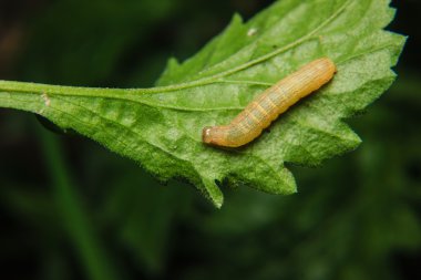 Bahçedeki leaf Caterpillar solucan