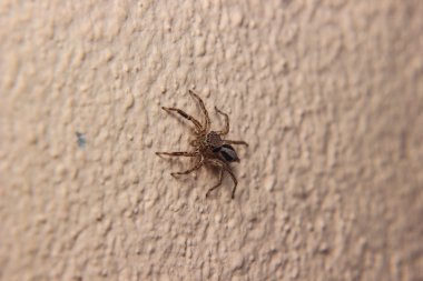 Duvarda küçük örümcek