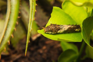 Bahçedeki leaf Caterpillar solucan
