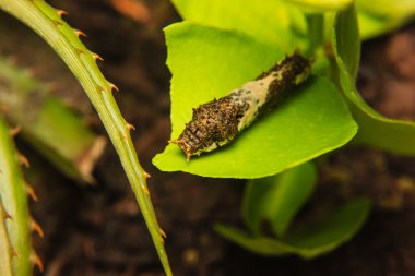 Bahçedeki leaf Caterpillar solucan