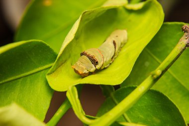 Caterpillar solucan yaprak üzerinde