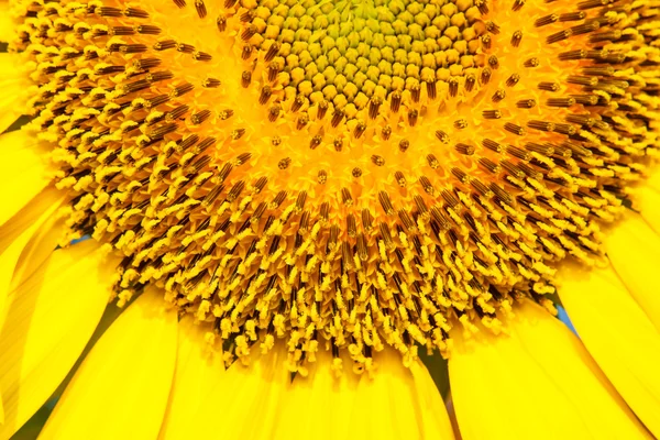 Closeup kvetoucí slunečnice — Stock fotografie
