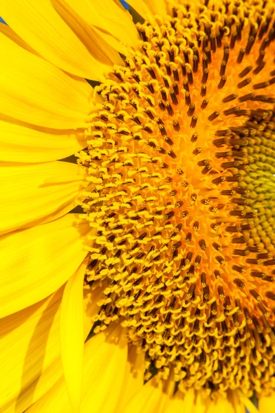 Closeup kvetoucí slunečnice — Stock fotografie