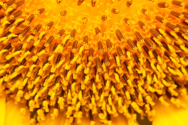 Closeup of blooming sunflower — Stock Photo, Image