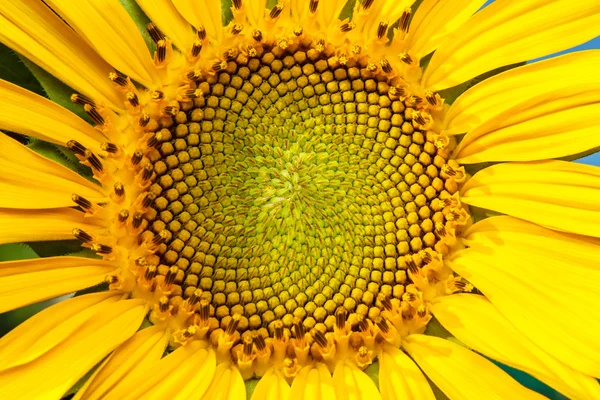 Closeup of blooming sunflower — Stock Photo, Image