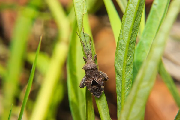 Primer plano insecto en hoja verde —  Fotos de Stock