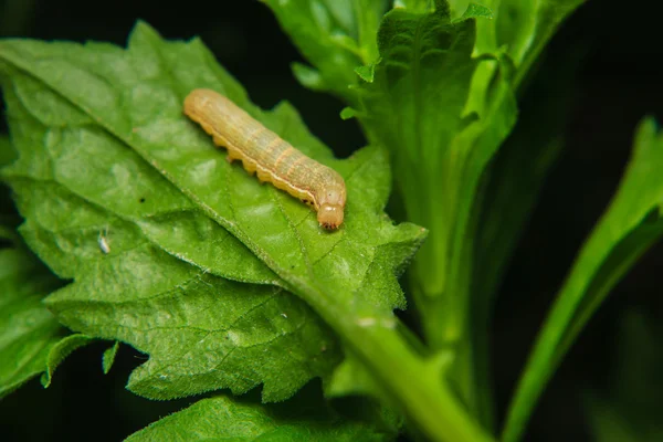 Κάμπια σκουλήκι σε φύλλο στον κήπο — Φωτογραφία Αρχείου