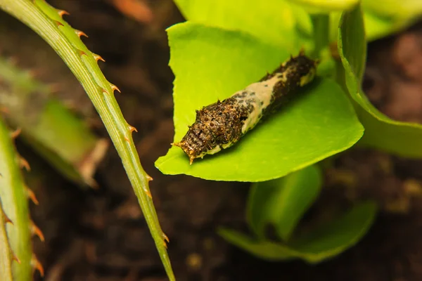 Caterpillar worm on leaf in the garden — Stock Photo, Image