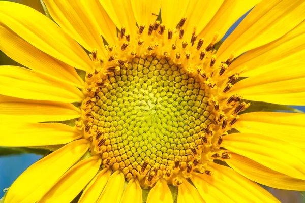 Closeup of blooming sunflower — Stock Photo, Image