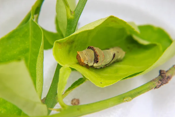 在叶子上的毛毛虫蠕虫 — 图库照片