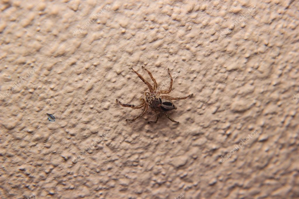 Pequeña araña de pared — Foto de stock © madozi #85177970