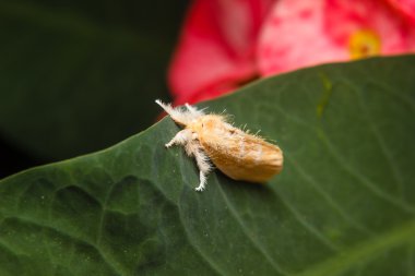 tatlı böcek üzerinde yeşil yaprak