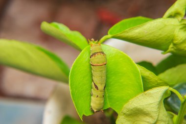 Caterpillar solucan yaprak üzerinde