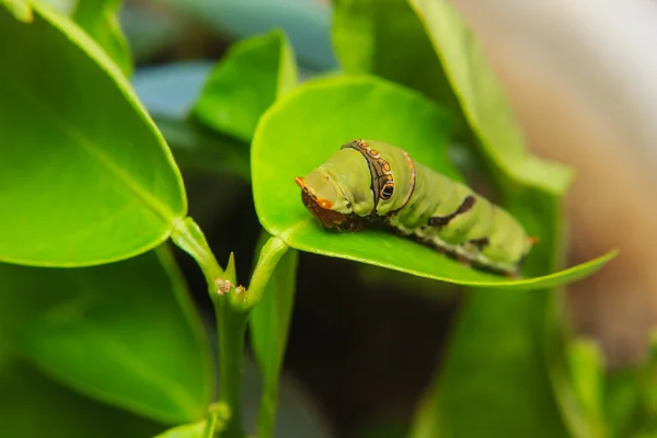 Caterpillar worm op blad — Stockfoto