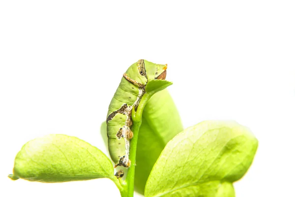 Caterpillar worm on leaf — Stock Photo, Image