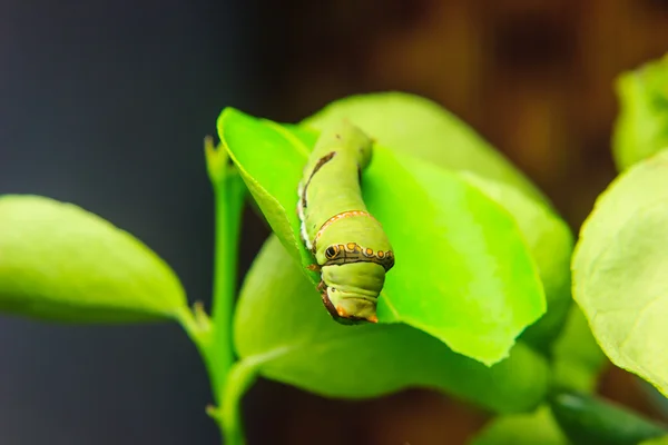 Caterpillar solucan yaprak üzerinde — Stok fotoğraf