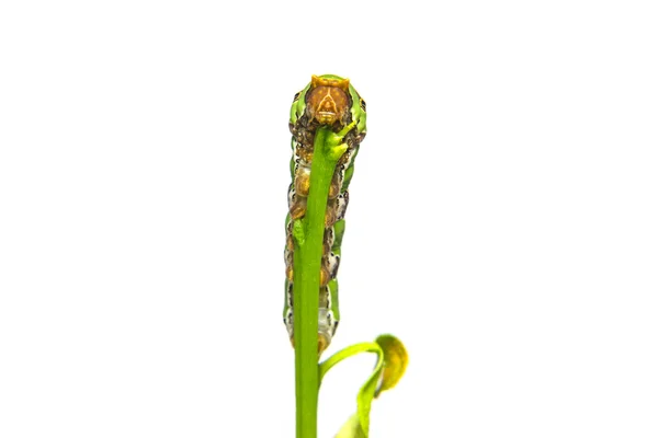 Гусеничний черв'як на листі — стокове фото