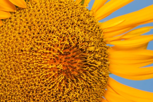 Closeup of blooming sunflower — Stock Photo, Image