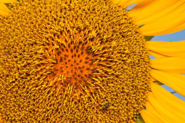 Closeup of blooming sunflower — Stock Photo, Image