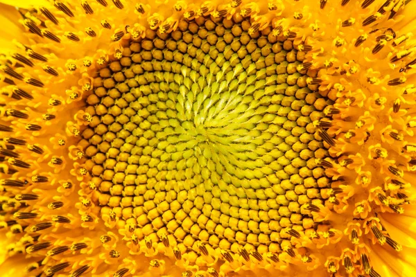 Closeup of blooming sunflower — Stock Photo, Image