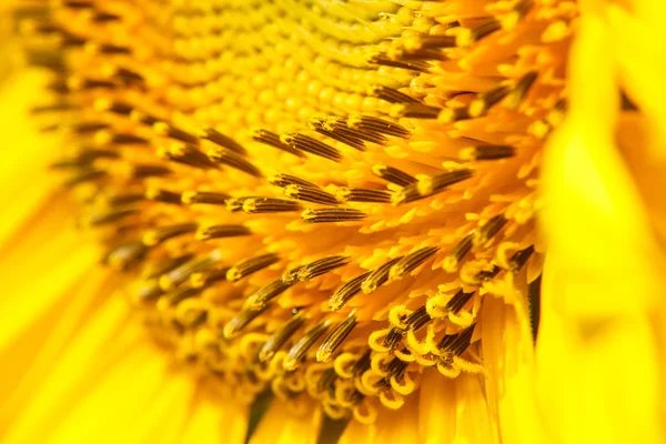 Closeup of blooming sunflower — Stock Photo, Image