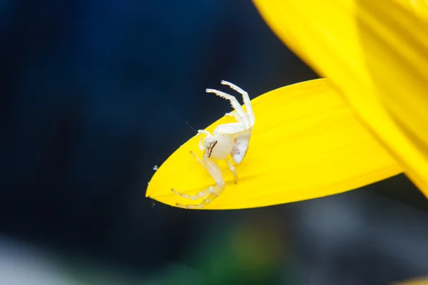 Bílý malý pavouk na květ — Stock fotografie