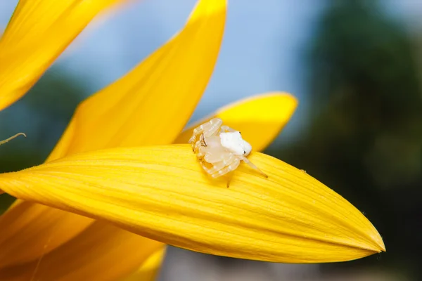 Белый маленький паук на цветке — стоковое фото