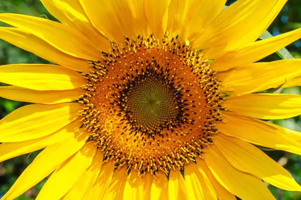 Closeup of blooming sunflower — Stock Photo, Image