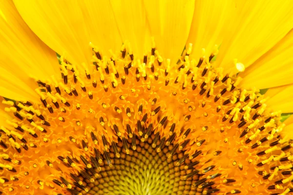 Closeup of blooming sunflower — Stock Photo, Image