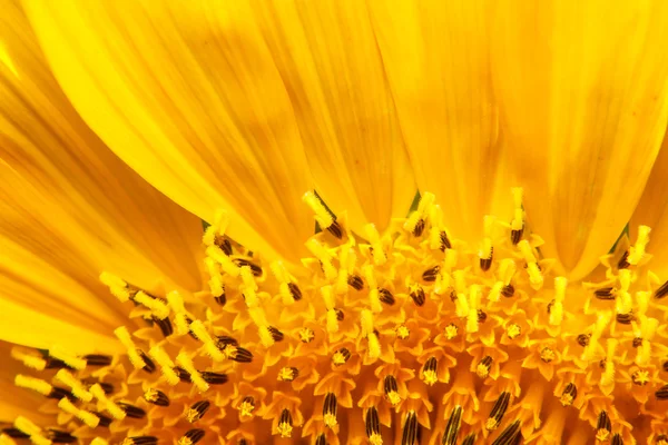 Closeup of blooming sunflower — Stock Photo, Image