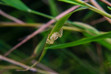 çiçek beyaz küçük örümcek