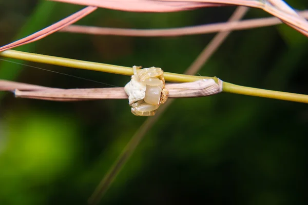 在花上的白色小蜘蛛 — 图库照片