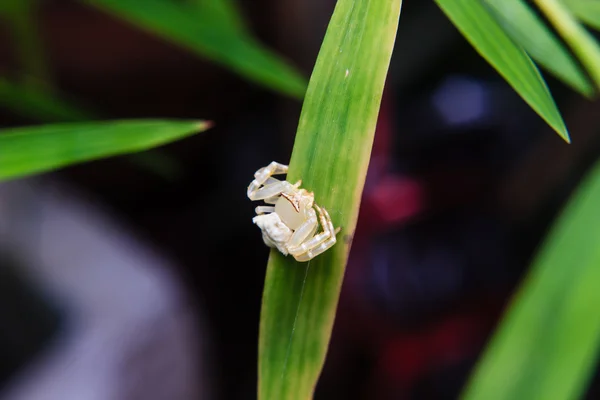 Petite araignée blanche sur fleur — Photo