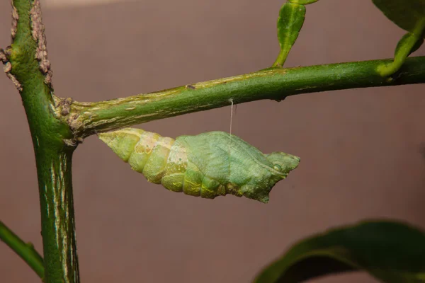 Chrysalis of butterfly hanging on branch — Stock Photo, Image