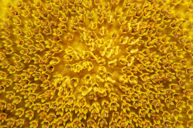 Çiçek açan ayçiçeği closeup