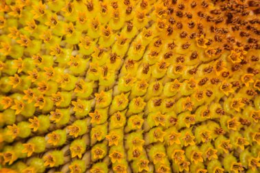 Çiçek açan ayçiçeği closeup