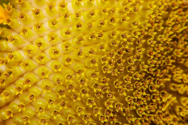 Çiçek açan ayçiçeği closeup