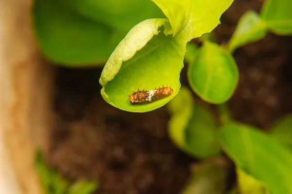 Little caterpillar worm on leaf — Stock Photo, Image