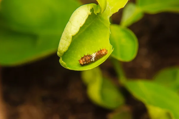 Little caterpillar worm on leaf — Stock Photo, Image