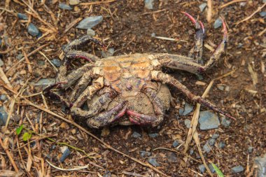 Ölü Yengeç kalıntıları