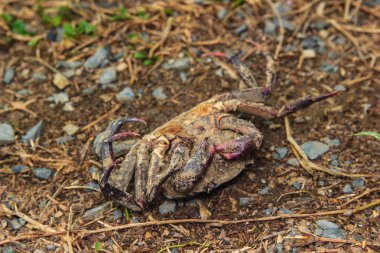 Ölü Yengeç kalıntıları