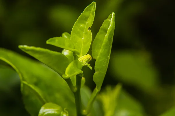 정원에서 잎에 녹색 애벌레 웜 — 스톡 사진