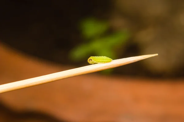 绿色的毛虫蠕虫 — 图库照片