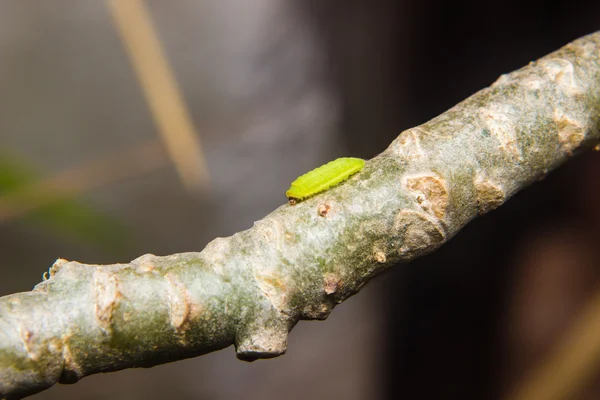 Green caterpillar worm — Stock Photo, Image
