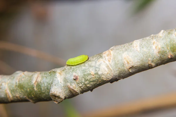 绿色的毛虫蠕虫 — 图库照片