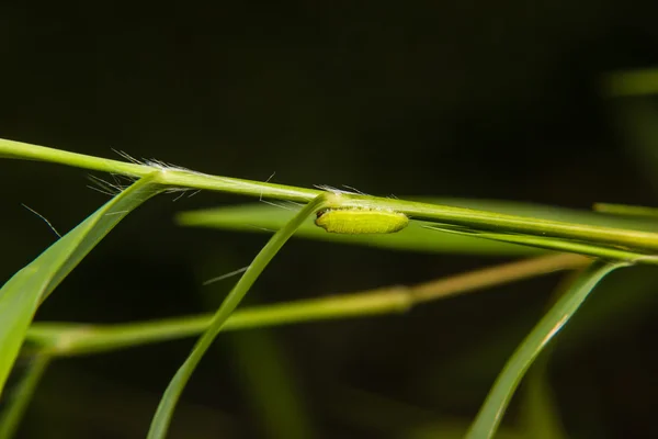 叶在花园里的绿色的毛虫蠕虫 — 图库照片