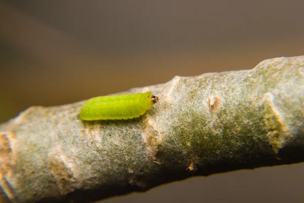 Grüner Raupenwurm — Stockfoto