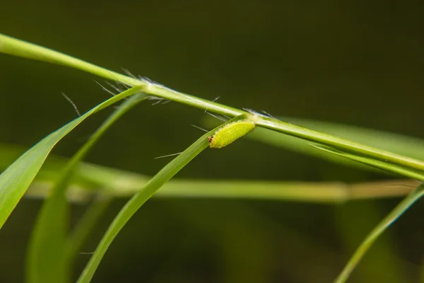 Gusano de oruga verde en la hoja en el jardín — Foto de Stock