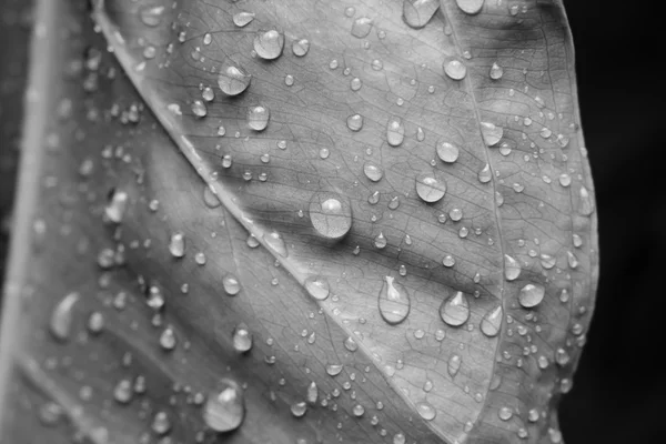 Feuille noire et blanche avec gouttes d'eau — Photo