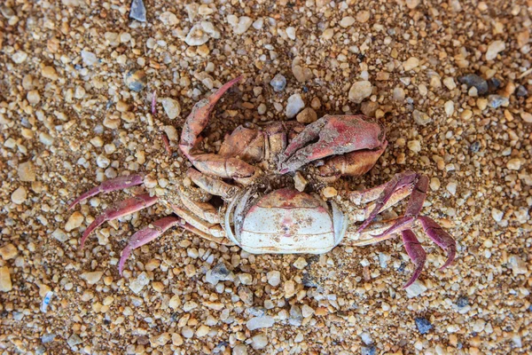 Remains of dead crab — Stock Photo, Image